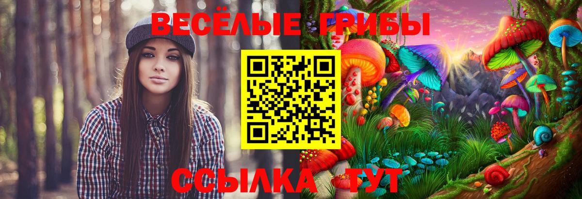 Псилоцибиновые грибы прущие грибы  Псилоцибиновые грибы GOLDEN TEACHER  Долгопрудный 